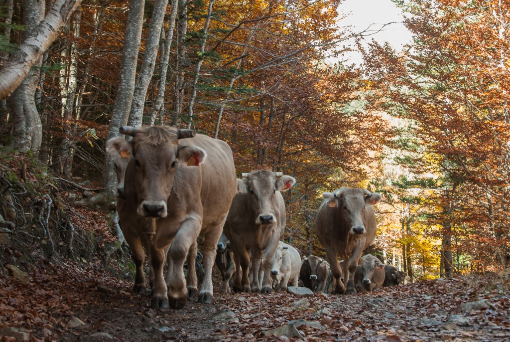 Ganado bajando de Estós en otoño