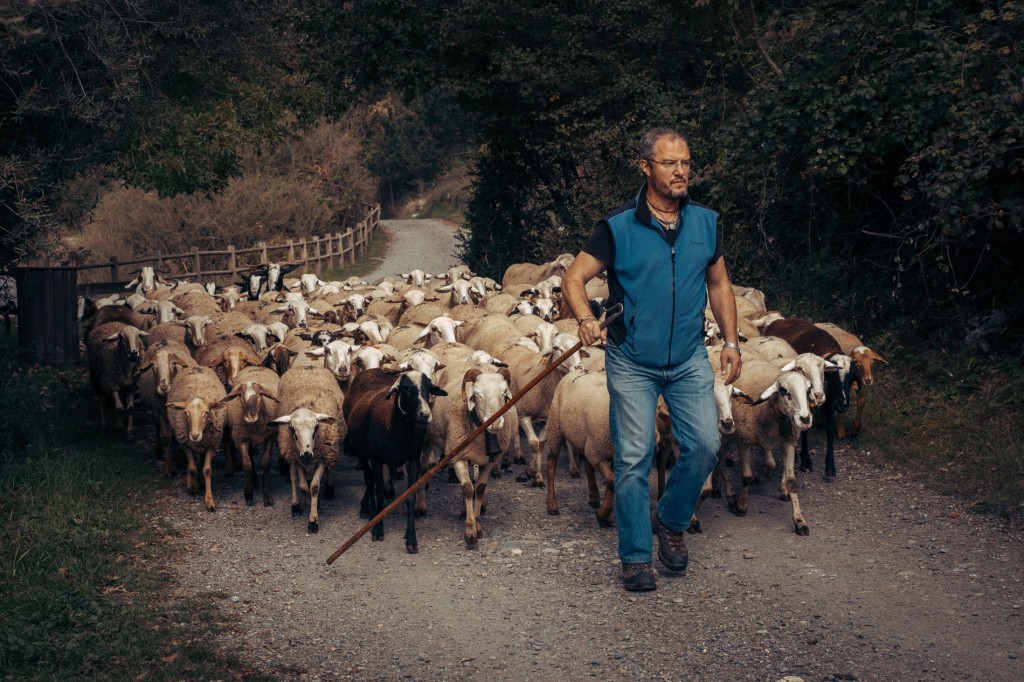 Pastor con ovejas en el Valle de Benasque