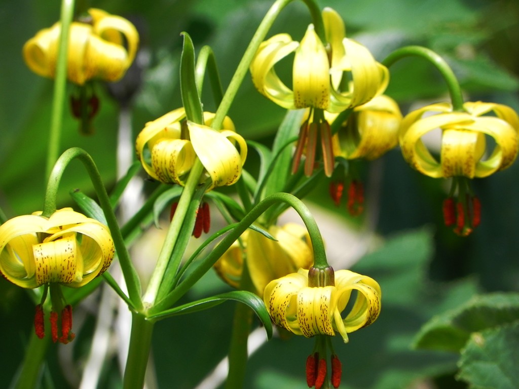 Flor de Lis