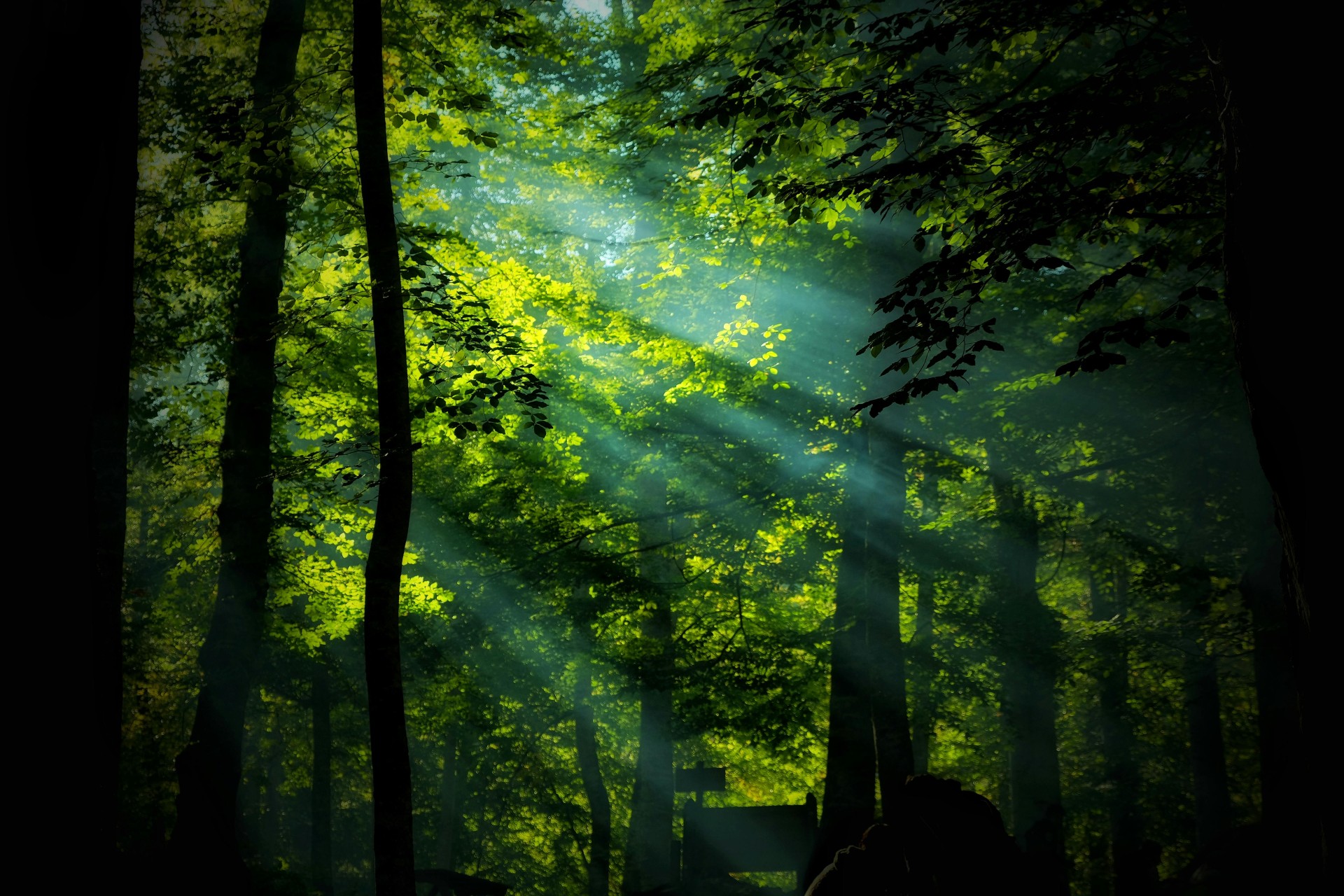 Día Internacional de los Bosques y del Agua