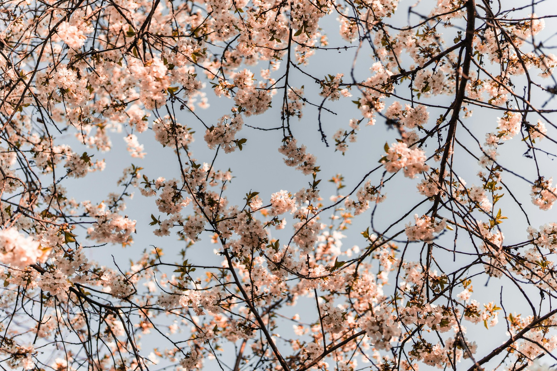 Paseos de primavera